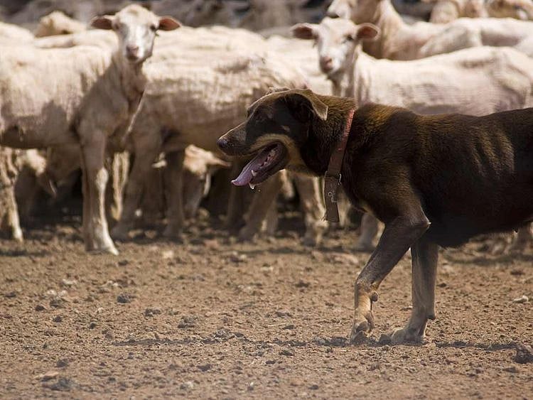 Dog herding sheep