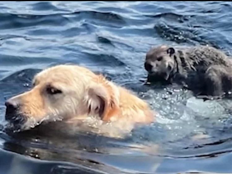 Golden retriever caught on video giving rodent aquatic ride