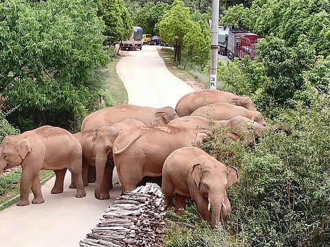 In this photo taken June 4, 2021, and released by the Yunnan Forest Fire Brigade, a migrating herd of elephants graze near Shuanghe Township, Jinning District of Kunming city in southwestern China's Yunnan Province. 