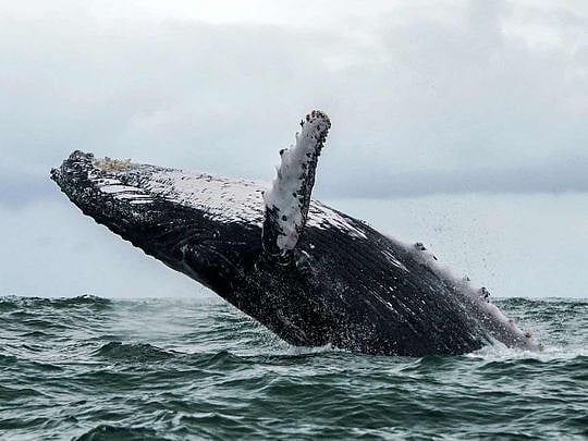 Such data could provide early warning when whales leave foraging grounds due to changing ocean conditions.