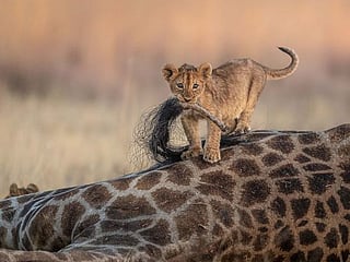 Look: Stunning shots from the Nature TTL Photographer of the Year awards