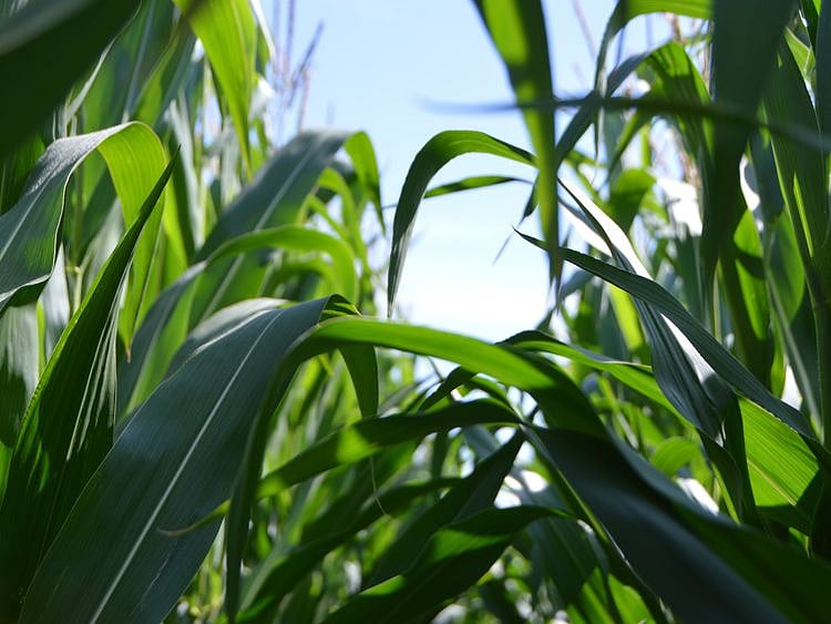 UAE farming