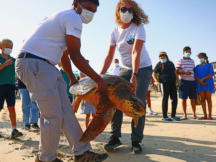 NAT 210616 Turtles CE036-1623833742164