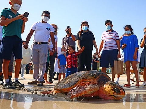 Photos: World Sea-Turtle Day, 30 turtles released back into Dubai waters