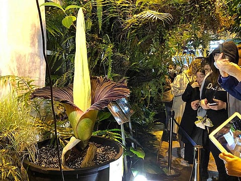People come to see the rare blooming of the endangered Sumatran Titan arum, or the corpse flower, that is in full bloom for just a few hours, at the Warsaw University Botanical Gardens, in Warsaw. 