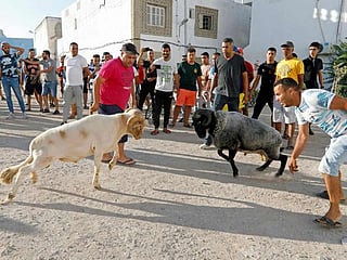 In pictures: Tunisians on the margins find escape in ram fighting