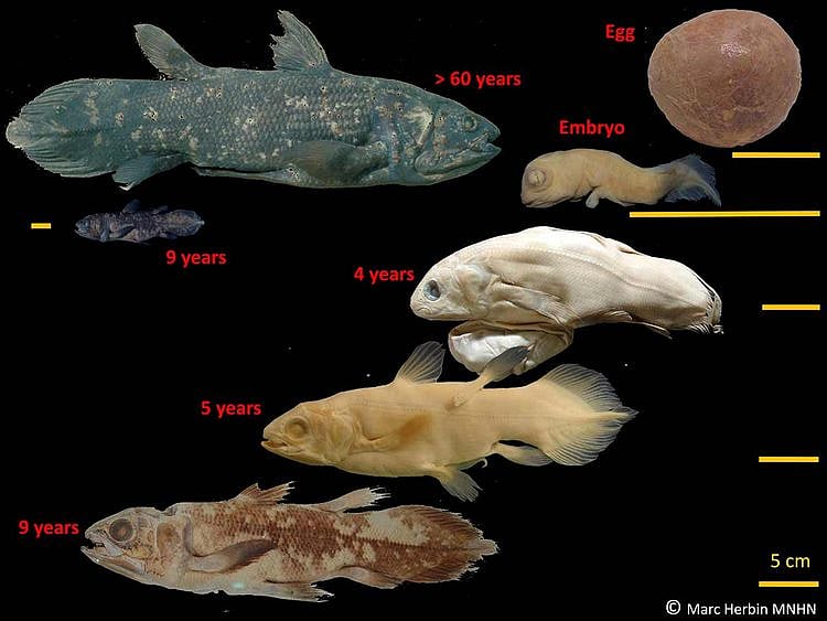coelacanth fish