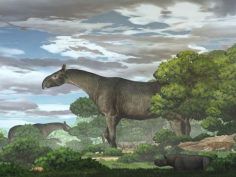 Paraceratherium linxiaense giant rhinos in the Linxia Basin during the Oligocene are seen in this handout rendering provided by the Institute of Vertebrate Paleontology and Paleoanthropology (IVPP) of the Chinese Academy of Sciences June 18, 2021. 