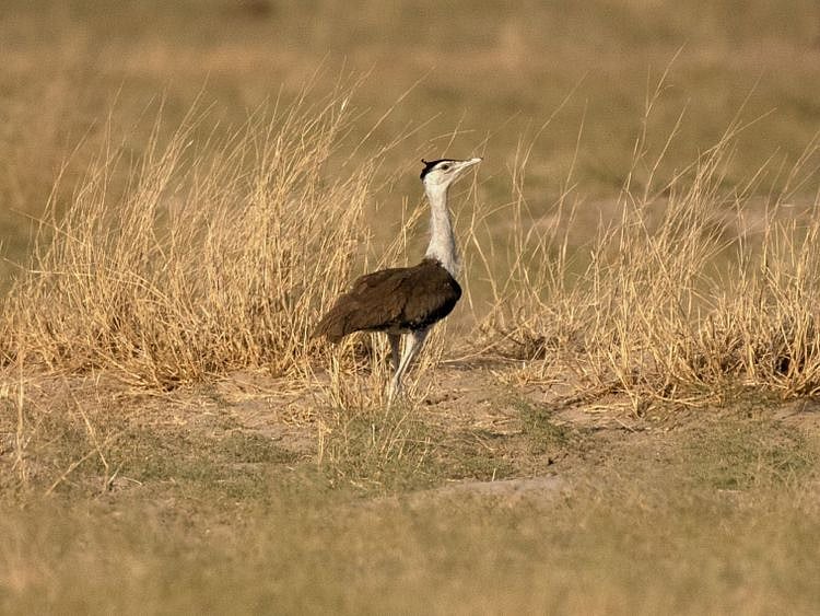 Copy of india-bird-aefde210-cdd7-11eb-8014-2f3926ca24d9 [1]-1624114457154