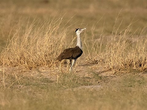 The wide-open region that’s home to the rare bird has long been an ideal location for wind and solar projects. In an effort to save the great Indian bustard from flying into power lines, a Supreme Court order is asking for transmission lines in a large swathe of the region to go underground. The companies say the directive could cost an estimated $4 billion in extra expenses, and jeopardise nearly 20 gigawatts of awarded solar and wind projects.