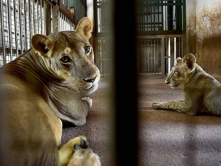 Lions at the famous 'Arignar Anna Zoological Park' at Vandalur, in Chennai. 