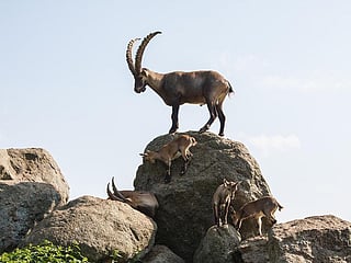 Six Nubian ibex and six Arabian gazelles return to the Asir highlands in a biodiversity boost.
