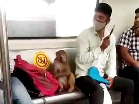 A video showing a monkey travelling in the Delhi Metro along with other commuters had gone viral on social media.