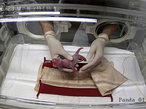 This handout photograph taken on June 23, 2021 and released by the Tokyo Zoological Park Society shows a staff member handling one of the newly-born twin cubs delivered by giant panda Shin Shin at Tokyo's Ueno Zoological Park