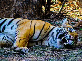 Reader's photo essay: UAE-based Indian shares his safari drive adventures to "The Tiger's Nest" at Ranthambhore,  Rajasthan, India