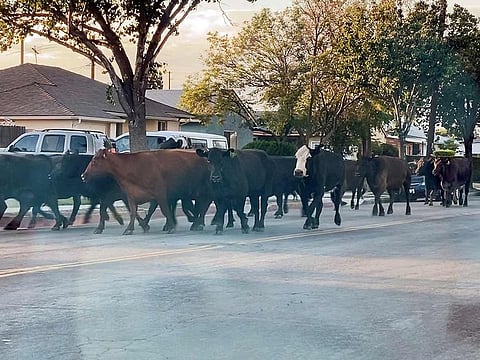 A herd of cows runs through the street in Pico Rivera, California. 