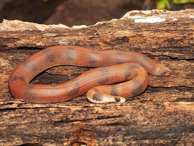 red sand boa snake