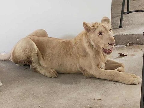  The suspects were arrested by the Saudi Special Forces for Environmental Security (SFES) in the port city of Jeddah for trading in seven lions, three hyenas, two foxes and a tiger on social media.