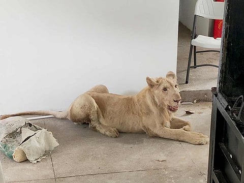 A pet lion is seen after being seized by Cambodian authorities from a Chinese man's home in Cambodia, after appearing on a TikTok video.  