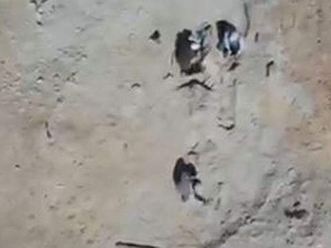 The unearthed fossils show that Saudi Arabia was home to a variety of whales and sea creatures millions of years ago.