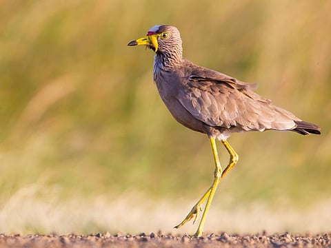 The African Wattled Lapwing. 