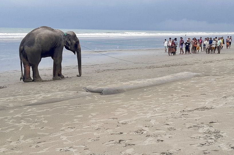 elephant-1625053120461