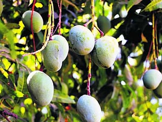 Indian experiment with mangoes: One tree with 121 varieties of the fruit