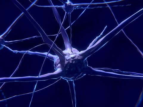 Researchers found that neurons in the TP region were highly selective, responding to faces that the subjects had seen before more strongly than unfamiliar ones. And the neurons were fast -- discriminating between known and unknown faces immediately upon processing the image. | Above:Photo for illustrative purposes only