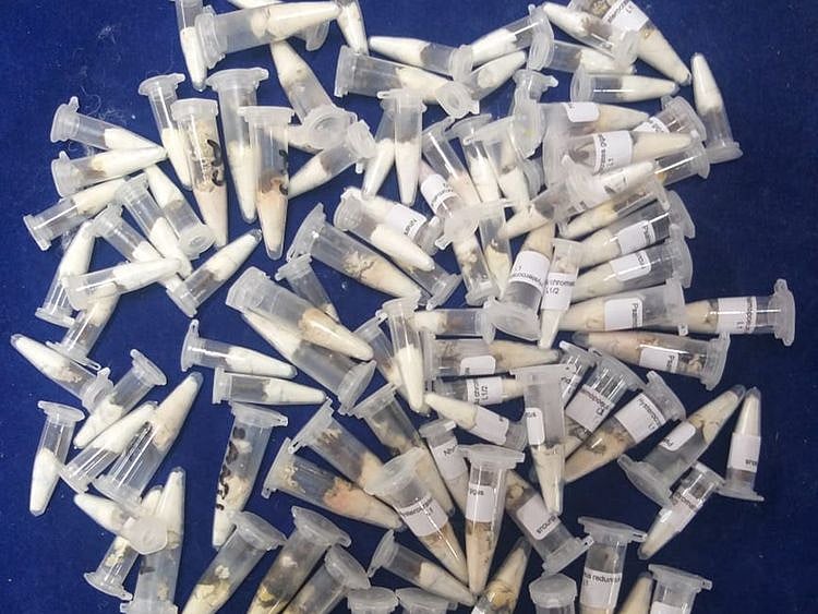 Chennai Air Customs deport foreign spiders sent by post from Poland