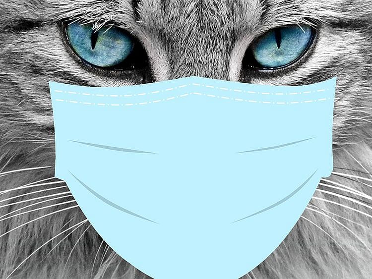 Cat Covid