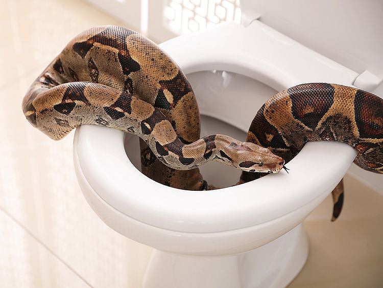 Austrian gets shock of his life as python bites him on the toilet 