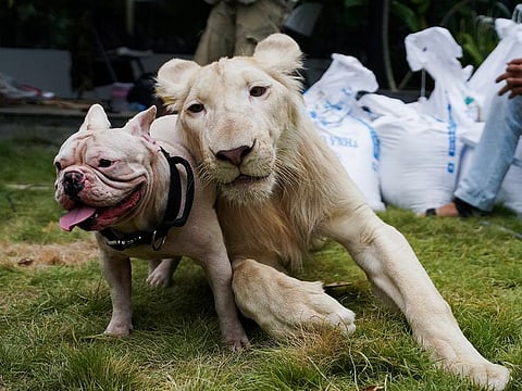 A confiscated pet lion poses with a dog as it arrived back home from the Phnom Tamao Wildlife Rescue Center after Prime Minister Hun Sen ordered authorities to return the animal in Phnom Penh. 