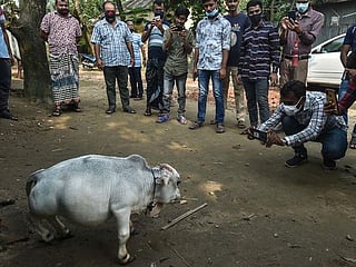 Photos: Thousands flock to see dwarf cow in Bangladesh