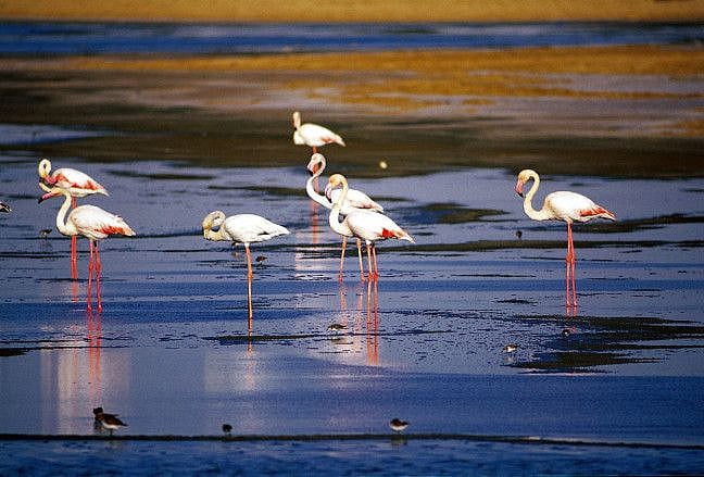 NAT Al Wathba Lake  FILE-1625645690053