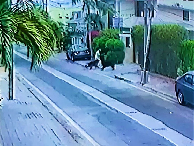 Dog-attack-karachi--1625919573780
