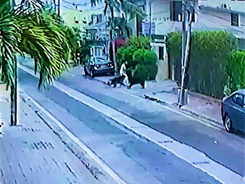 Picture shows the dogs attacking the lawyer in Karachi last month.