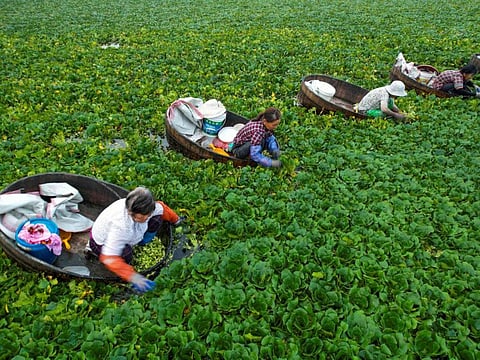 Farmers pick up water chestnuts in a pond in Taizhou, in China's eastern Jiangsu province on July 12, 2021.  China harvested its first batch of “space rice” from seeds that returned from a lunar voyage last year, with scientists hoping it could help create new plant varieties and safeguard the country’s food security.