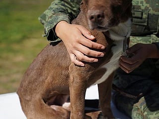 Photos: Street dogs find homes, vocations after being rescued by Mexican army 