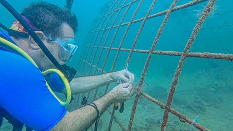 The Environment and Protected Areas Authority has launched the Al Hamriyah coral reef cultivation initiative.