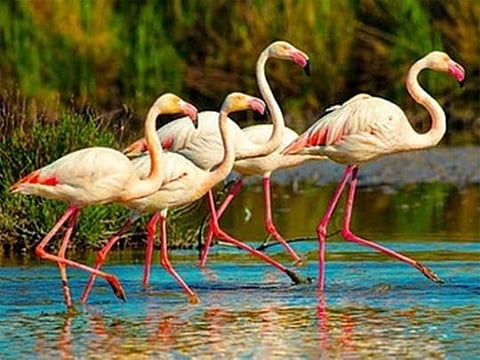 Unique lakes to visit in the UAE