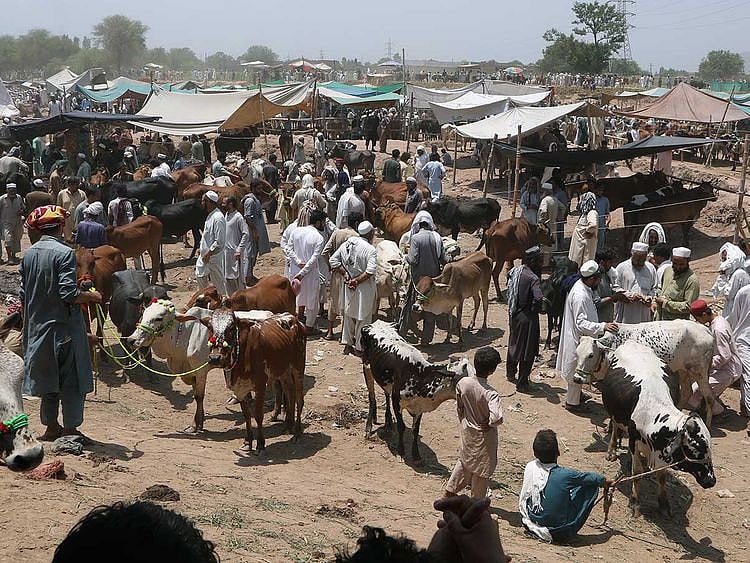 CATTLE MARKET PAKISTAN PESHAWAR EID