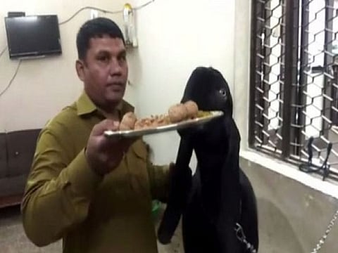 Moin Khan feeding his black goat.