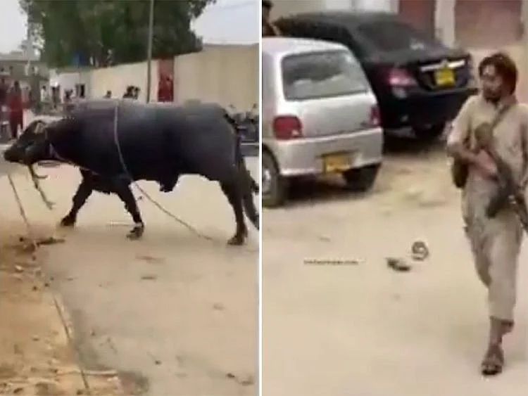 buffalo-1626959463465