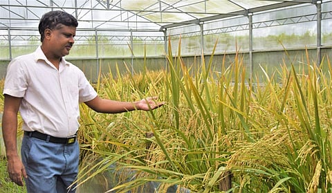 Golden rice breeder Mallikarjuna Swamy at the Philippine-based International Rice Research Institute transgenic screenhouse in Los Banos, Laguna province, south of Manila.  