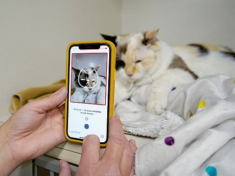 Dr. Liz Ruelle uses a new app called Tably that reads cat's faces and helps her monitor a cat's health at the Wild Rose Cat clinic in Calgary, Alberta, Canada. 