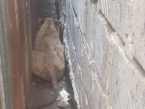 The lion was successfully darted, immobilised and safely transferred to the veterinary facility for observation.