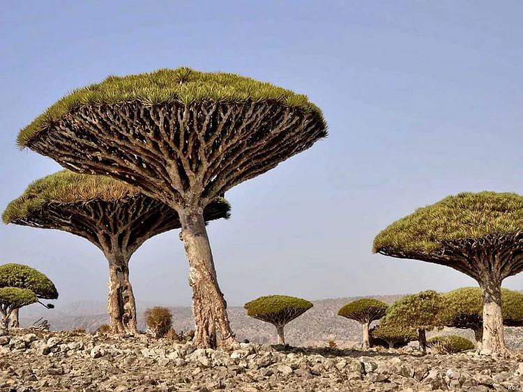 Socotra Island