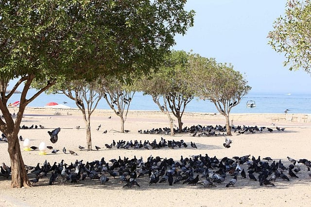 Kuwait City can also experience very high summer temperatures. File photo. 