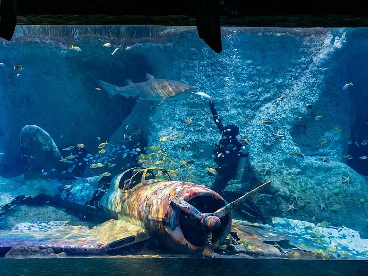 NAT_210802 Aquarium Shark1-1627901542332