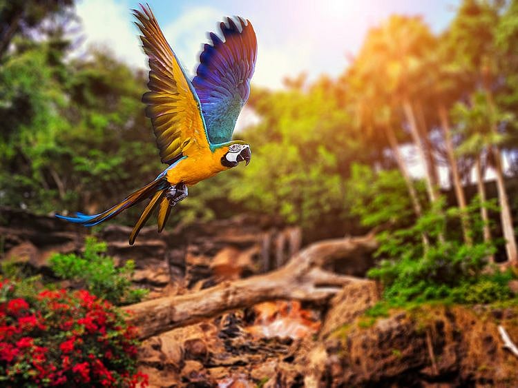 Bird